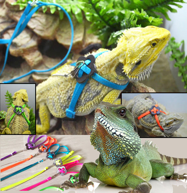 Pet Lizard  Climbing Leash